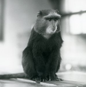 Ein Plutoaffe oder Blauer Affe, sitzend auf einer Bank, London Zoo