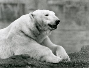 Ein Eisbär ruht auf einem felsigen Vorsprung im Londoner Zoo im Jahr 1931 von Frederick William Bond