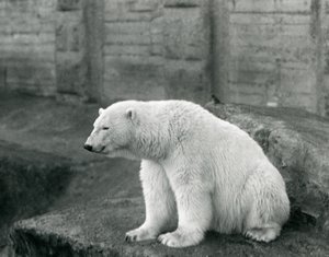 Ein Eisbär sitzt auf einem felsigen Vorsprung im Londoner Zoo im September 1927
