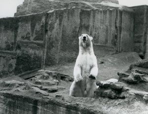 Ein Eisbär sitzt in seinem Gehege an der Basis der Mappin Terrassen im London Zoo, September 1928 von Frederick William Bond