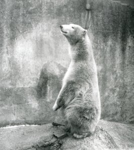 Ein Eisbär sitzt auf seinen Hinterbeinen im London Zoo im Jahr 1929 (s/w Foto) von Frederick William Bond