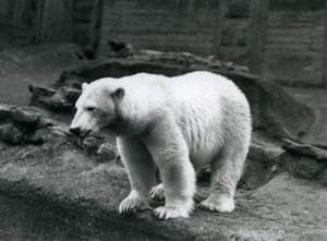 Ein Eisbär steht am Rand seines Geheges am Fuße der Mappin-Terrassen, Londoner Zoo, September 1928