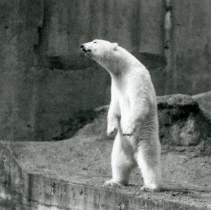 Ein Eisbär steht aufrecht auf seinen Hinterbeinen am Rand seines Geheges auf den Mappin Terrassen, Londoner Zoo