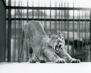Ein Puma, der im Londoner Zoo im Juni 1925 gähnt und sich streckt von Frederick William Bond