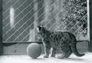Ein Puma-Junges mit einem Ball schaut aus seinem Gehege, London Zoo, 1923 von Frederick William Bond
