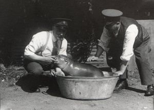 Ein Zwergflusspferd beim Einweichen im ZSL London Zoo, August 1928 von Frederick William Bond