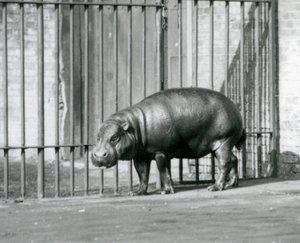 Ein Zwergflusspferd im Londoner Zoo im Jahr 1927 von Frederick William Bond