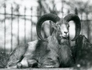 Ein Widder sitzt im Londoner Zoo, 1925 von Frederick William Bond