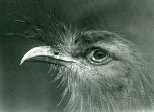 Ein Rotbeinseriem im London Zoo, 1924 von Frederick William Bond