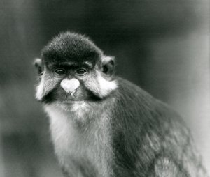 Ein Rotschwanz-/Schwarzbacken-Weißnasen-/Rotschwanzaffe oder Schmidts-/Rotschwanzmeerkatze, Londoner Zoo
