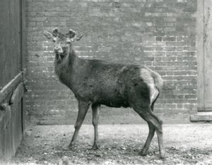 Ein Rothirsch mit wachsenden Geweihen, London Zoo, August 1928 (s/w Foto)