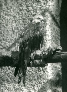Ein Rotmilan sitzt auf einem Ast im London Zoo im Jahr 1924 von Frederick William Bond