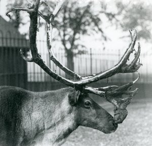 Ein Rentierhirsch, der Samt von seinen Geweihen abwirft, London Zoo