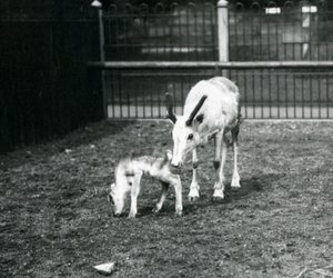 Ein Rentier mit ihrem Kalb im Londoner Zoo, März 1914
