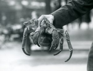 Ein Räuberkrabbe im Londoner Zoo, Juli 1927 von Frederick William Bond