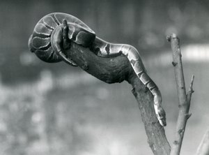 Eine Königspython, die im Oktober 1925 im Londoner Zoo einen Ast hinunterklettert