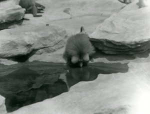 Ein heiliger Pavian trinkt aus einem Pool zwischen den Felsen des 