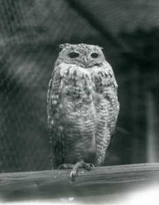 Ein Savigny-Pharaonen-Uhu auf einem Ast im Londoner Zoo, September 1925 von Frederick William Bond