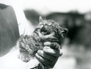 Ein schottisches Wildkatzenjunges in den Händen seines Pflegers, Londoner Zoo von Frederick William Bond