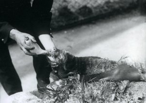 Ein Robbenjunges wird von seinem Pfleger mit der Flasche gefüttert, Londoner Zoo, August 1925 von Frederick William Bond