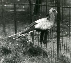 Ein Sekretärvogel im Londoner Zoo im September 1923 von Frederick William Bond