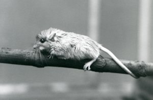 Ein Shaws Jird klettert auf einem Ast im Londoner Zoo im Jahr 1927