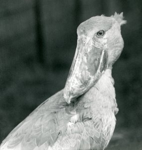 Ein Schuhschnabel, Londoner Zoo, Juli 1926 von Frederick William Bond