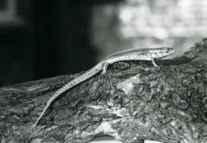 Ein Skink, der auf einem Baumstamm im Londoner Zoo ruht, 1929 (s/w Foto) von Frederick William Bond