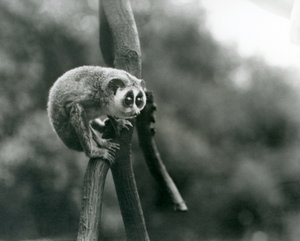 Ein Schlanker Loris, schauend von einem Ast herunter, Londoner Zoo, August 1926