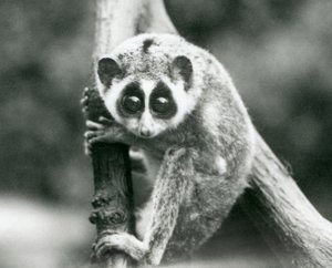 Ein Schlanker Loris, der von einem Ast herabblickt, Londoner Zoo, August 1926