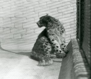 Ein Schneeleopard sitzt auf dem Boden, Londoner Zoo von Frederick William Bond