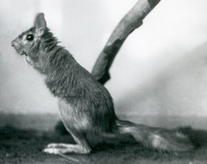 Ein südafrikanischer Springhase, der neben einem Ast in seinem Gehege sitzt, London Zoo, Dezember 1925 von Frederick William Bond