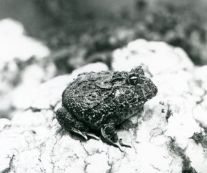 Ein südamerikanischer Hornfrosch auf einem Felsen, Londoner Zoo, August 1928 von Frederick William Bond