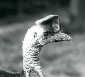 Ein Südlicher Kasuar im London Zoo, Juni 1925