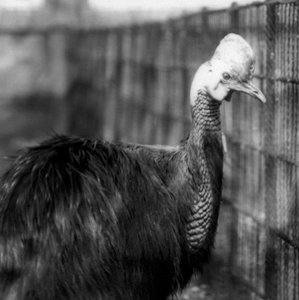 Ein südlicher Kasuar im Londoner Zoo im Juni 1925 von Frederick William Bond