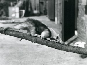 Ein Südlicher Tamandua/Kragenameisenbär/Kleiner Ameisenbär, der auf einem Ast im Londoner Zoo entlangläuft von Frederick William Bond