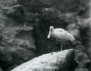Ein Löffler steht auf einem Felsen im Londoner Zoo, September 1927 von Frederick William Bond