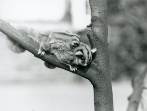 Ein Zuckergleiter auf einem Ast mit ihrem Baby auf dem Rücken, Londoner Zoo