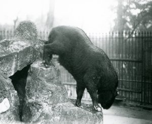 Ein Takin, auch bekannt als Rindergämse oder Gnu-Ziege, der von Felsen herabsteigt, Londoner Zoo