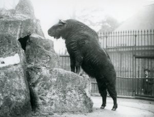 Ein Takin, auch bekannt als Rindergämse oder Gnu-Ziege, steht aufrecht mit den Vorderbeinen auf einem Felsen, London Zoo von Frederick William Bond