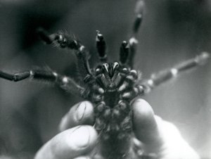 Eine Vogelspinne, die hochgehalten wird, um ihre Fangzähne von unten zu zeigen, Londoner Zoo, Oktober 1925