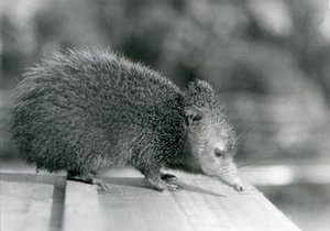 Ein Tenrek im Londoner Zoo im Jahr 1929 von Frederick William Bond