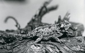 Ein Texas Horned Lizard/Hornkröte/HornedToad/Horny Toad ruht auf einem Baumstamm im Londoner Zoo im September 1928 von Frederick William Bond