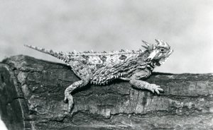 Eine Texas-Hornkröte, die auf einem Baumstamm im Londoner Zoo im August 1928 ruht von Frederick William Bond