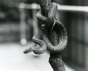 Eine Texas-Rattennatter, die sich um einen fast vertikalen Ast windet, London Zoo, August 1928 (s/w Foto)
