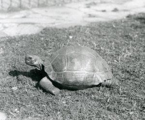 Eine Schildkröte steht auf Gras im London Zoo im Jahr 1926 (s/w Foto) von Frederick William Bond