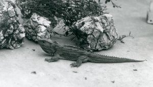 Ein Tuatara im Londoner Zoo, 1927