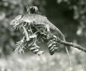 Ein verschleierter oder Jemen-Chamäleon am Ende eines belaubten Zweigs im London Zoo, Juni 1924 von Frederick William Bond