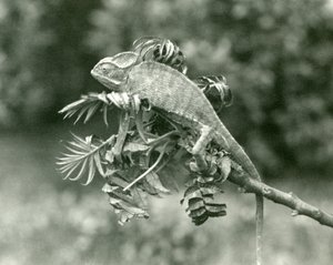 Ein verschleierter oder Jemen-Chamäleon am Ende eines belaubten Zweigs im London Zoo, Juni 1924 von Frederick William Bond