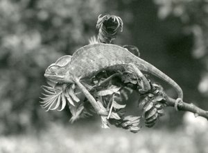 Ein verschleierter oder Jemen-Chamäleon hält sich mit seinem Greifschwanz am Ende eines belaubten Zweigs fest, London Zoo, Juni 1924 von Frederick William Bond